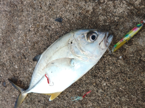 メッキの釣果