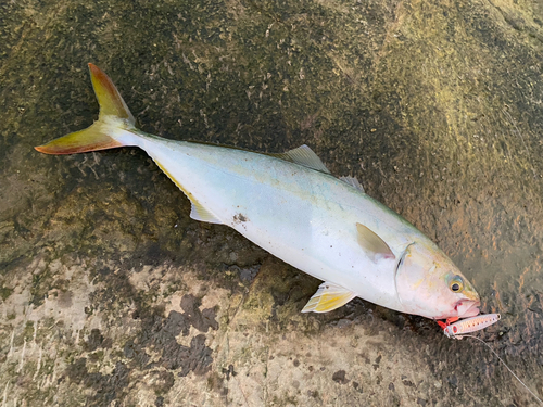 イナダの釣果