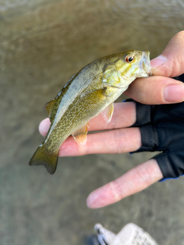 スモールマウスバスの釣果