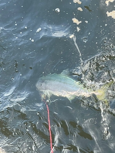 メジロの釣果