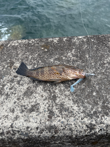 オオモンハタの釣果