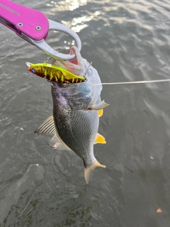 シログチの釣果