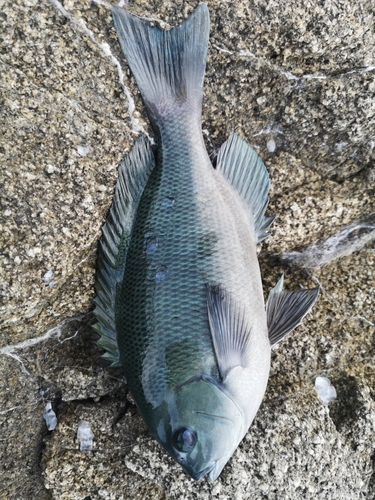 メジナの釣果