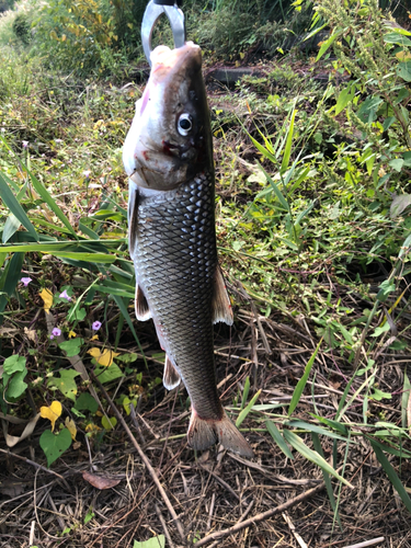 ニゴイの釣果