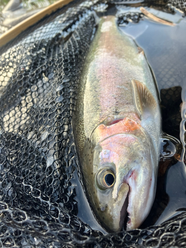 ニジマスの釣果