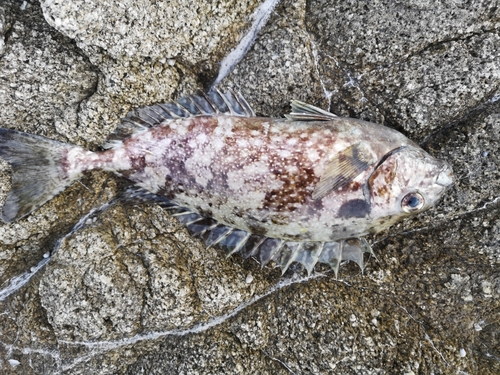 アイゴの釣果