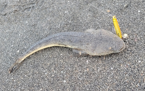 マゴチの釣果