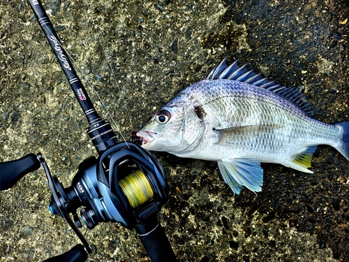 キチヌの釣果