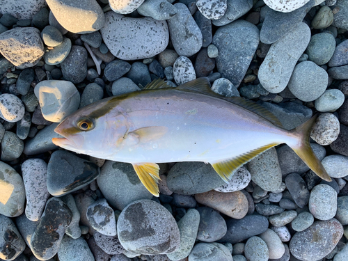 ショゴの釣果