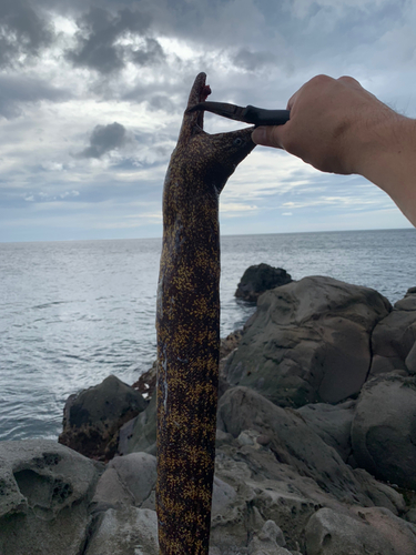 ウツボの釣果