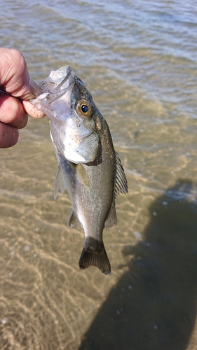 セイゴ（マルスズキ）の釣果