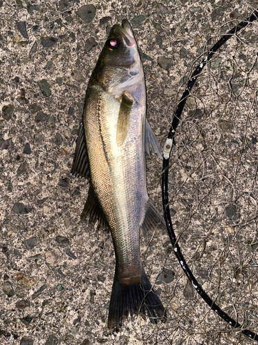 マダカ（マルスズキ）の釣果