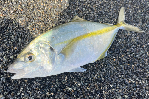 シマアジの釣果