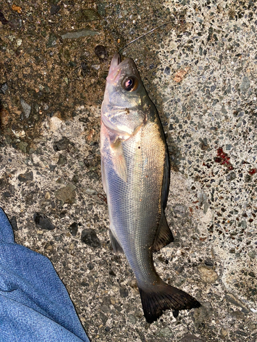 セイゴ（マルスズキ）の釣果