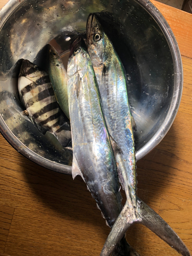 サゴシの釣果