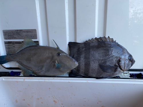 イシダイの釣果