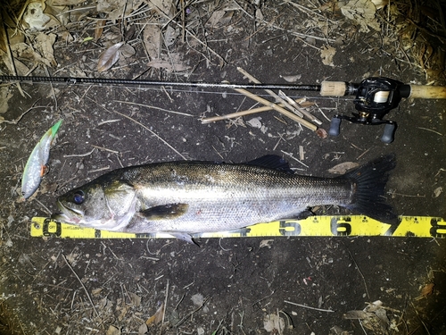 シーバスの釣果