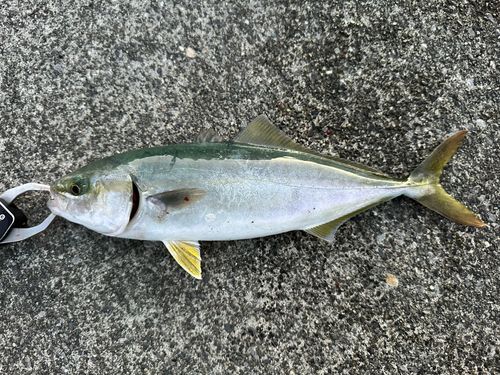ワカシの釣果