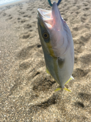 イナダの釣果