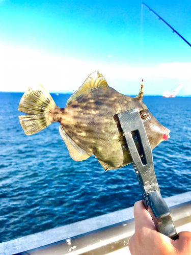 カワハギの釣果