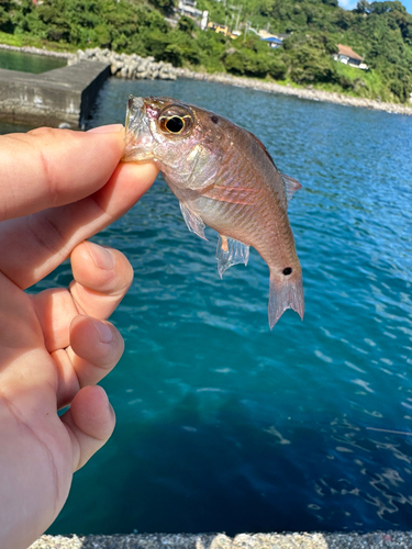 ネンブツダイの釣果