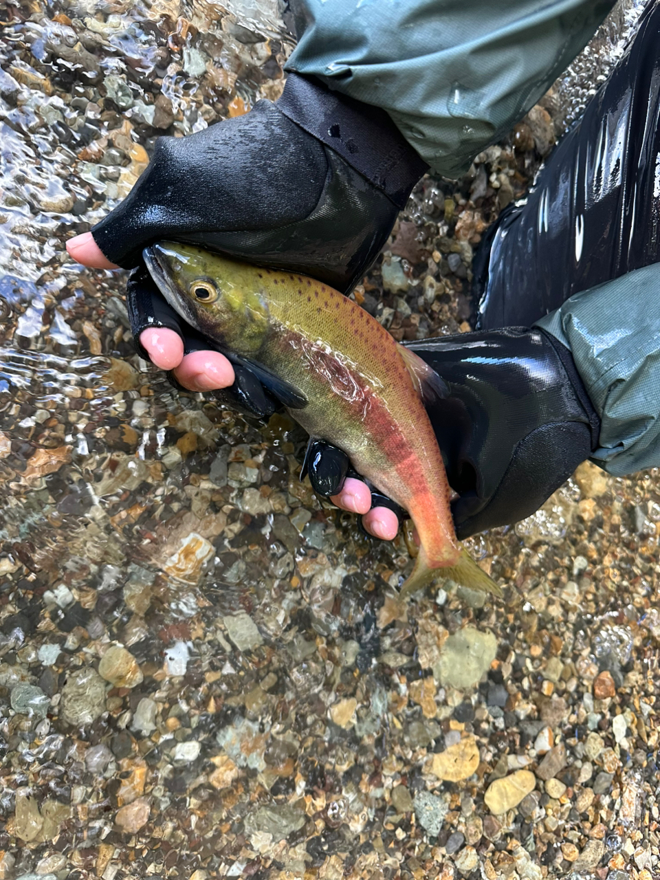 釣果情報！十和田湖ヒメマス