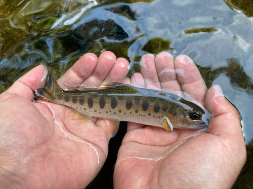 アマゴの釣果