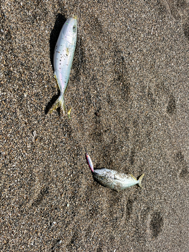 イナダの釣果