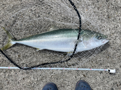 ブリの釣果