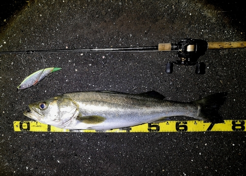 シーバスの釣果