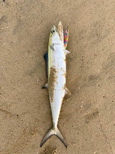 サゴシの釣果