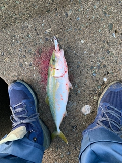 ワカシの釣果