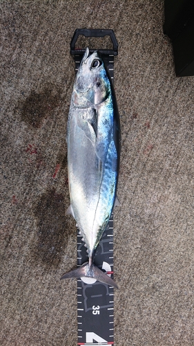 ソウダガツオの釣果