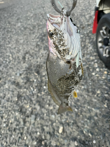 ニベの釣果