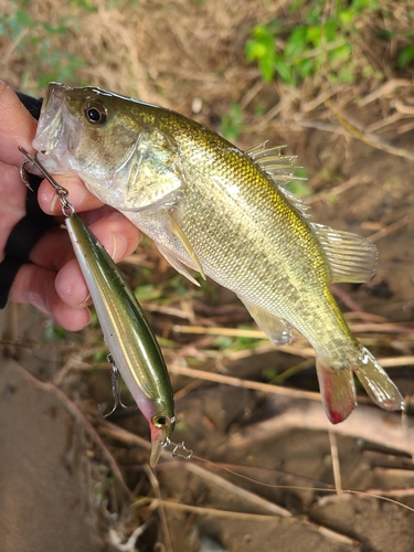 ラージマウスバスの釣果