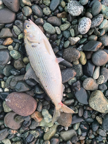 コノシロの釣果