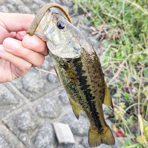 ラージマウスバスの釣果