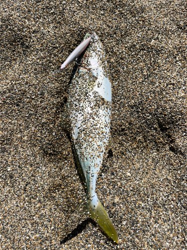 イナダの釣果