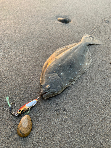 ソゲの釣果