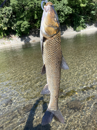 ニゴイの釣果