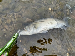 セイゴ（マルスズキ）の釣果