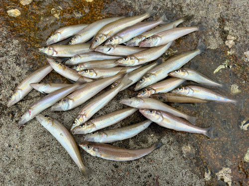 シロギスの釣果