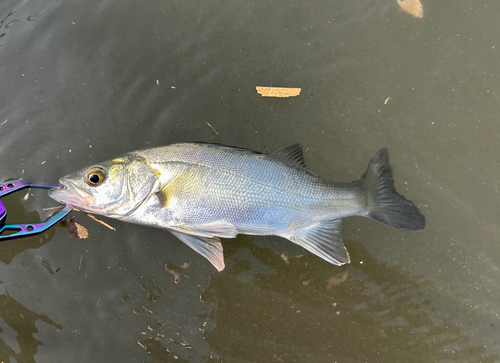 セイゴ（マルスズキ）の釣果