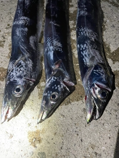 タチウオの釣果