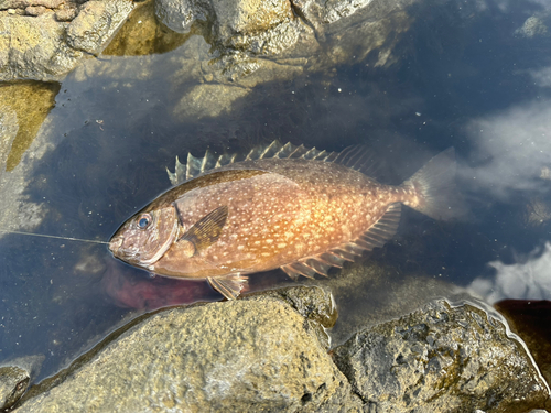 アイゴの釣果