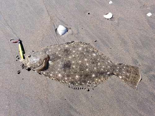 ソゲの釣果