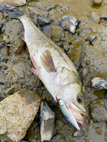 スズキの釣果