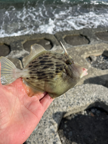 カワハギの釣果