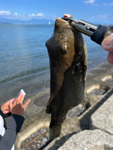 フグの釣果