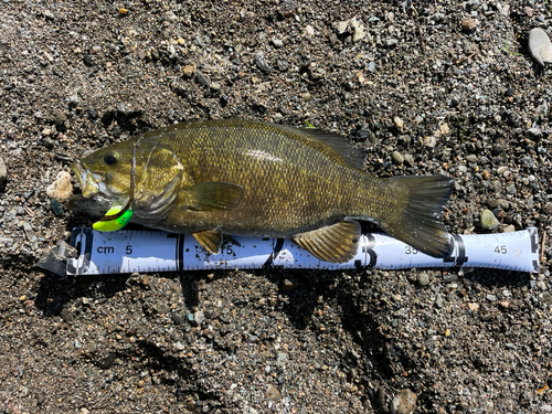 スモールマウスバスの釣果